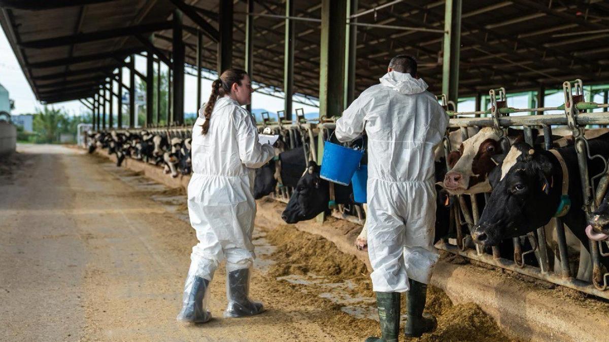 SANIDAD GANADERA | UCCL pide ampliar las zonas de vacunación contra la dermatosis nodular con la llegada del calor