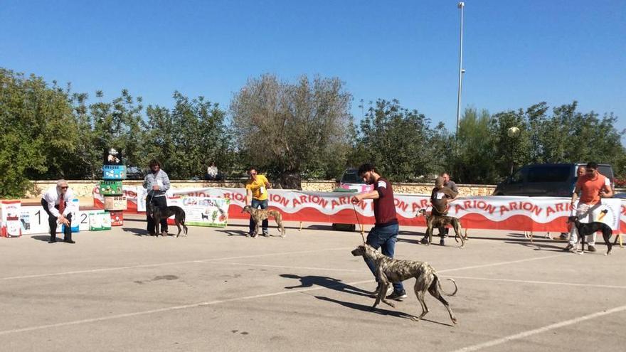 El galgo &#039;Escariote&#039; gana el &#039;III Concurso regional morfológico&#039; celebrado en Vilafranca