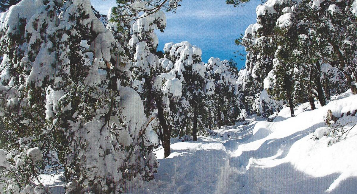 El peso de la nieve tumba las ramas cerca de Comafreda. Febrero de 2015