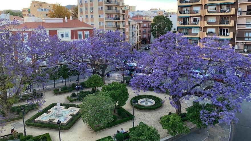 Las jacarandas de Málaga, el espectáculo más hermoso