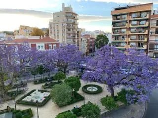 Las jacarandas de Málaga, el espectáculo más hermoso