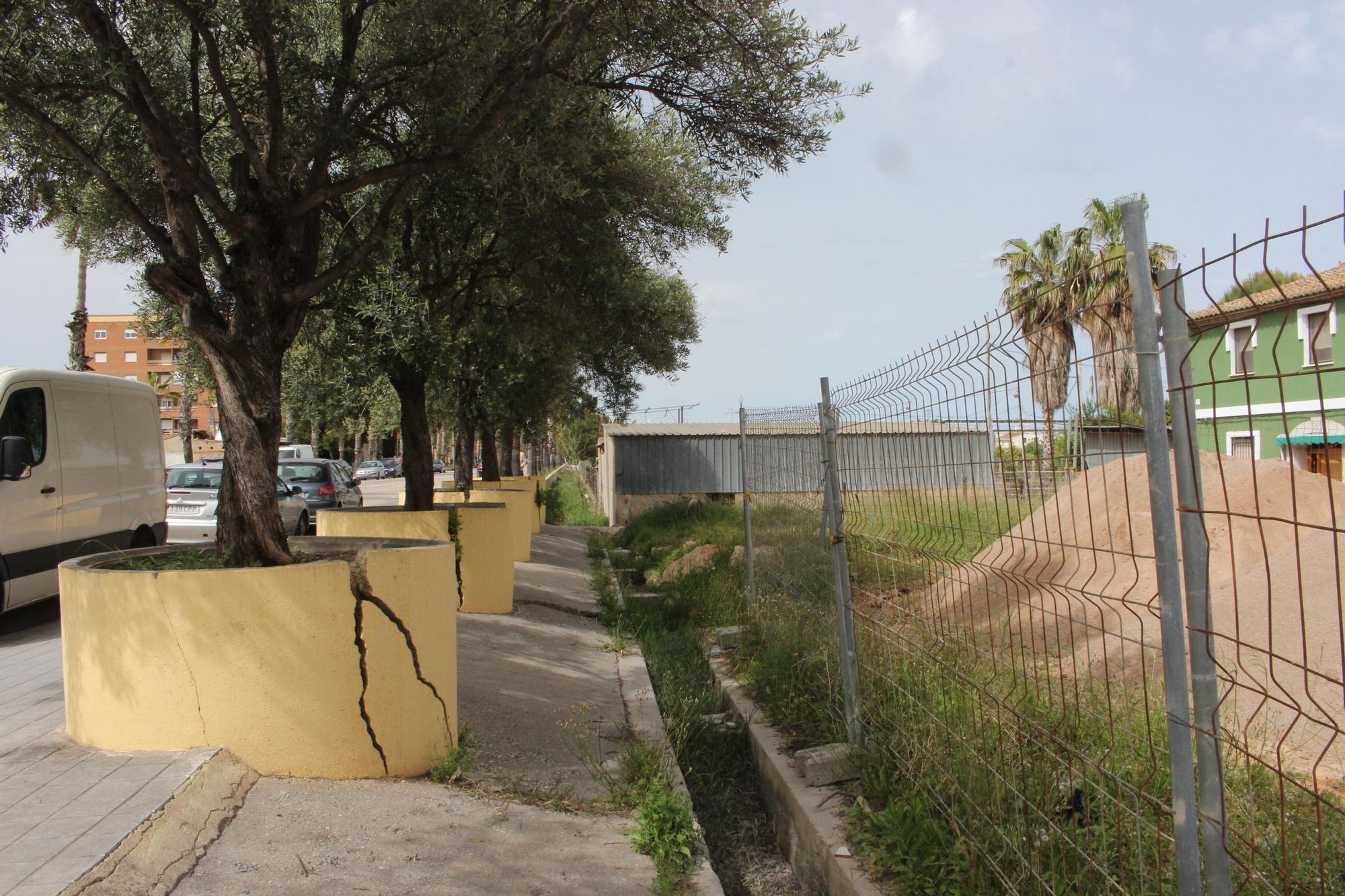 Los desbordados olivos de Castellar-Oliveral