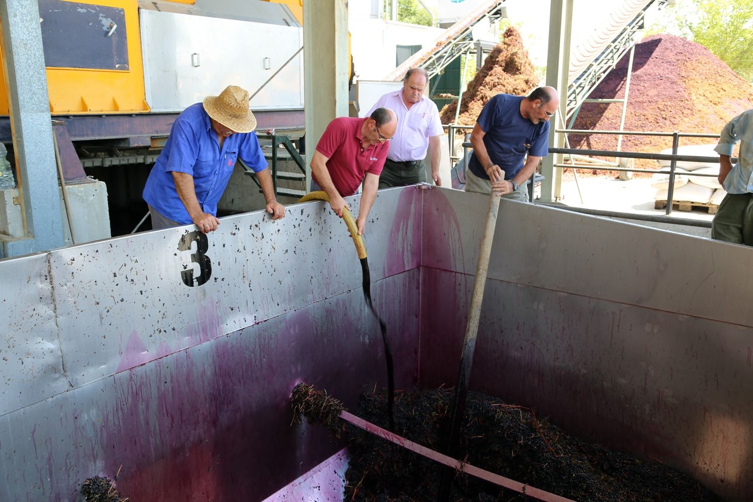 VENDIMIA MONTILLA MORILES | La recolección de la variedad Merlot marca el  inicio de la vendimia tinta