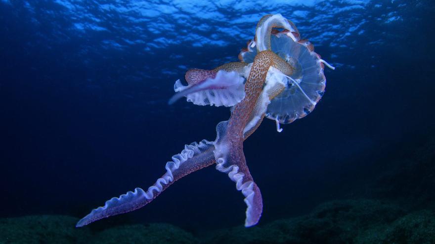 La medusa contorsionista