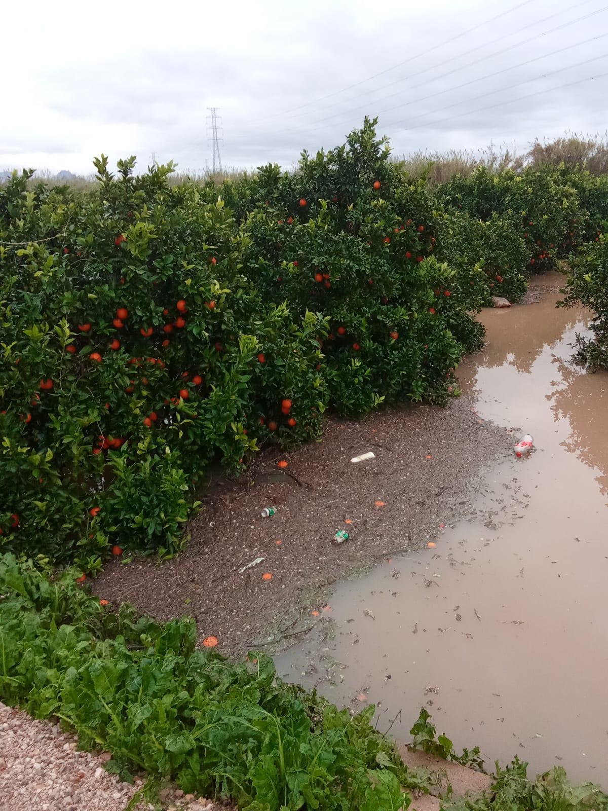 Campo de cítricos, en la Ribera, anegado por las lluvias.