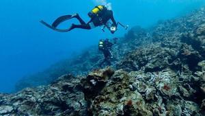 Las rocas basálticas que formaron la fajana son colonizadas por organismos bentónicos, como las algas.