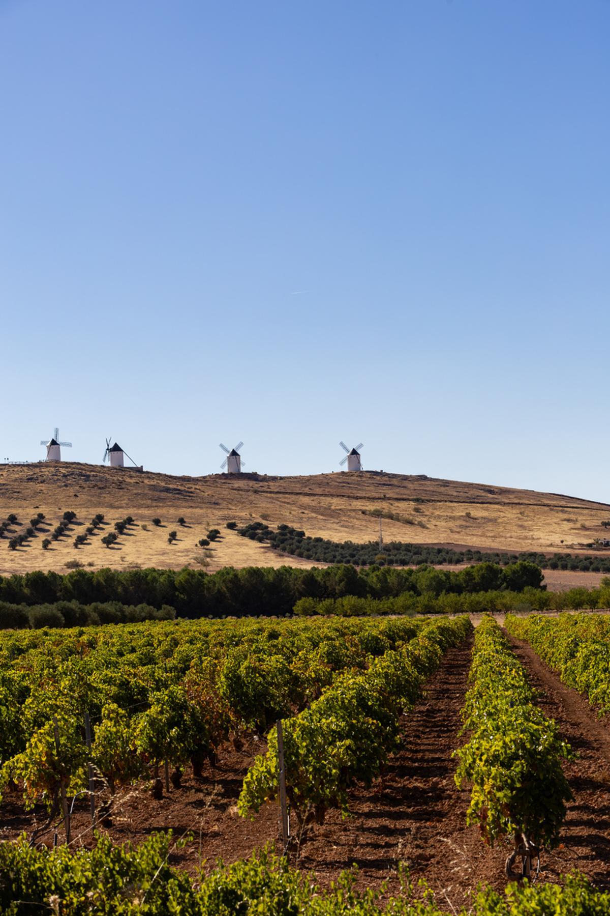 Molinos de viento Consuegra que se elevan sobre el paisaje de viñedos de La Mancha