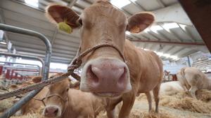 Ejemplares de ganado exhibidos en la feria agropecuaria Salamaq25, en Salamanca, la semana pasada.