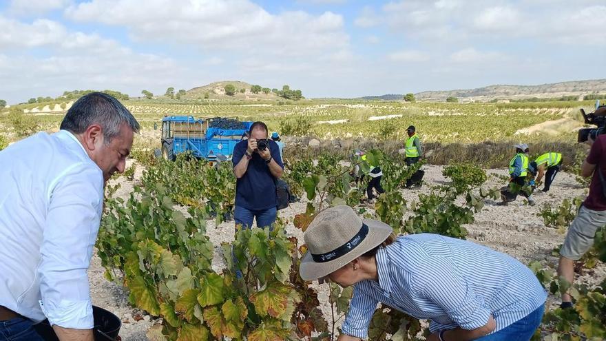 La vendimia murciana recupera terreno y apunta a 50.000 toneladas de uva, un 15,9% más que en 2025