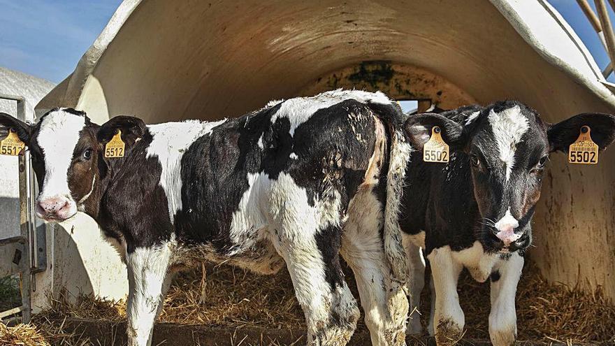 Vaques en una granja de Maçanet, en una imatge d&#039;arxiu