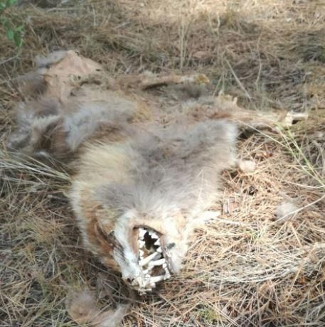 Una guineu amb molt bones dents al Collbaix