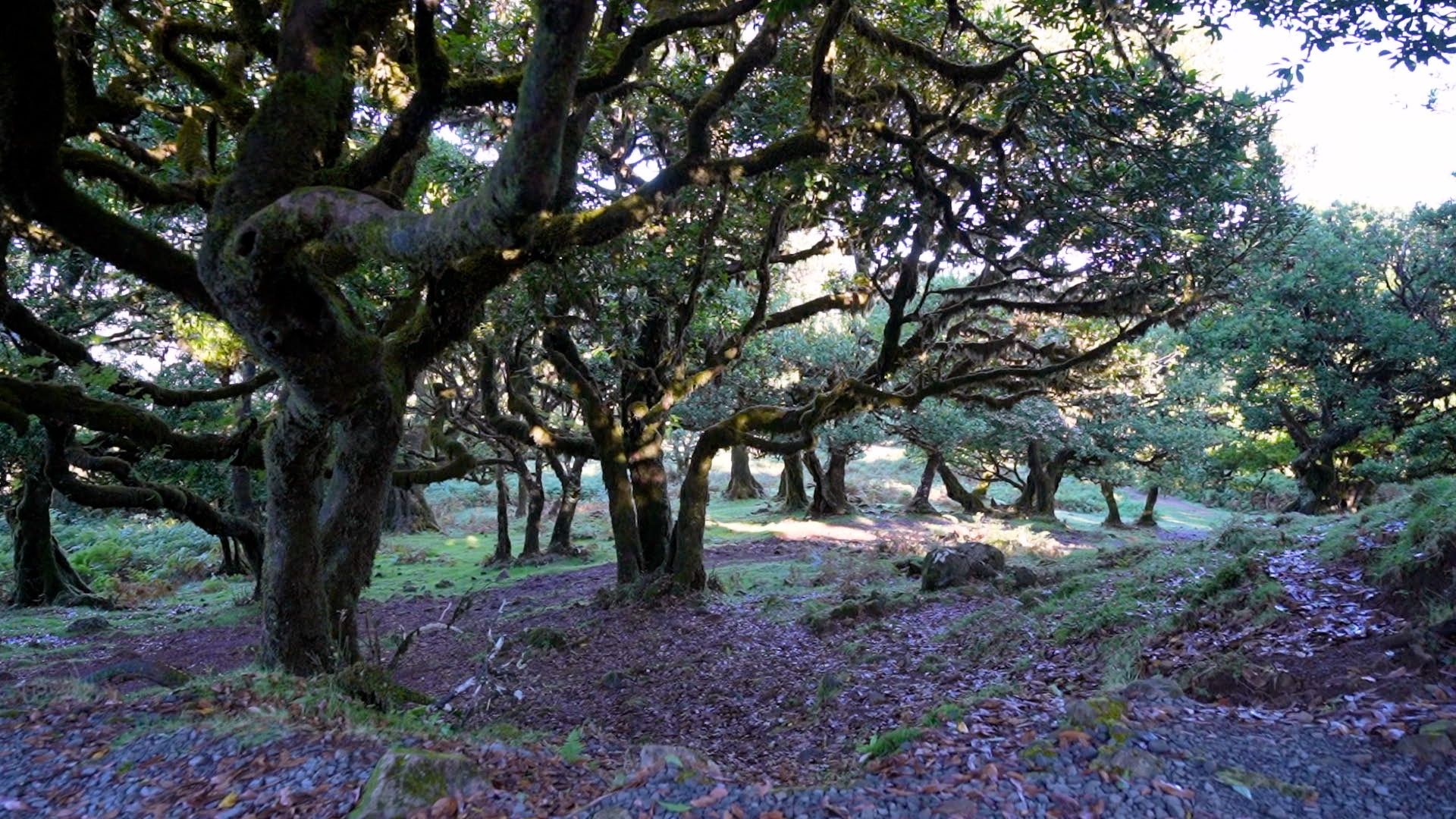 La ciudad cobra vida con celebraciones como el Madeira Wine Fest
