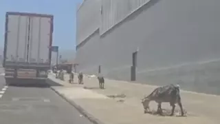 Un rebaño de cabras sorprende en pleno polígono de El Goro