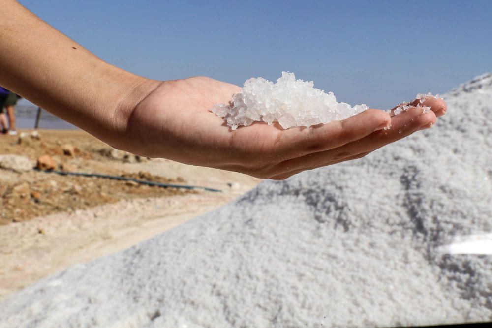 En torno a medio centenar de turistas estrenaron las visitas guiadas a las salinas de Torrevieja, que pretenden normalizarse el verano que viene