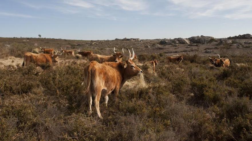 La Xunta busca a los propietarios de 9.000 parcelas para movilizar tierras abandonadas