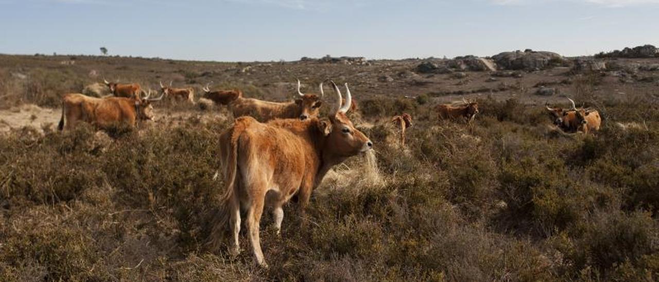 Vacas en una explotación ganadera en Cualedro.