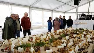 Música y gastronomía para exaltar los cogomelos de Teixeiro