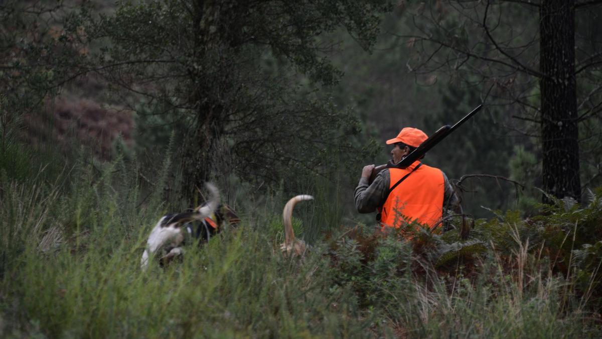 Un hombre caza en los montes de Cameixa junto a dos de sus perros, en el municipio ourensano de Boborás.