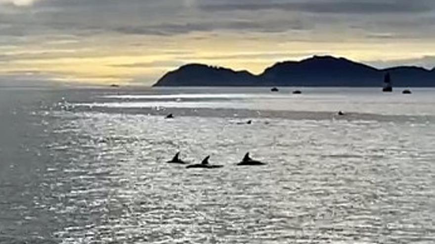 Una manada de arroaces regalaron esta espectacular coreografía entre las olas de la ría de Vigo en el ocaso de este viernes de octubre.