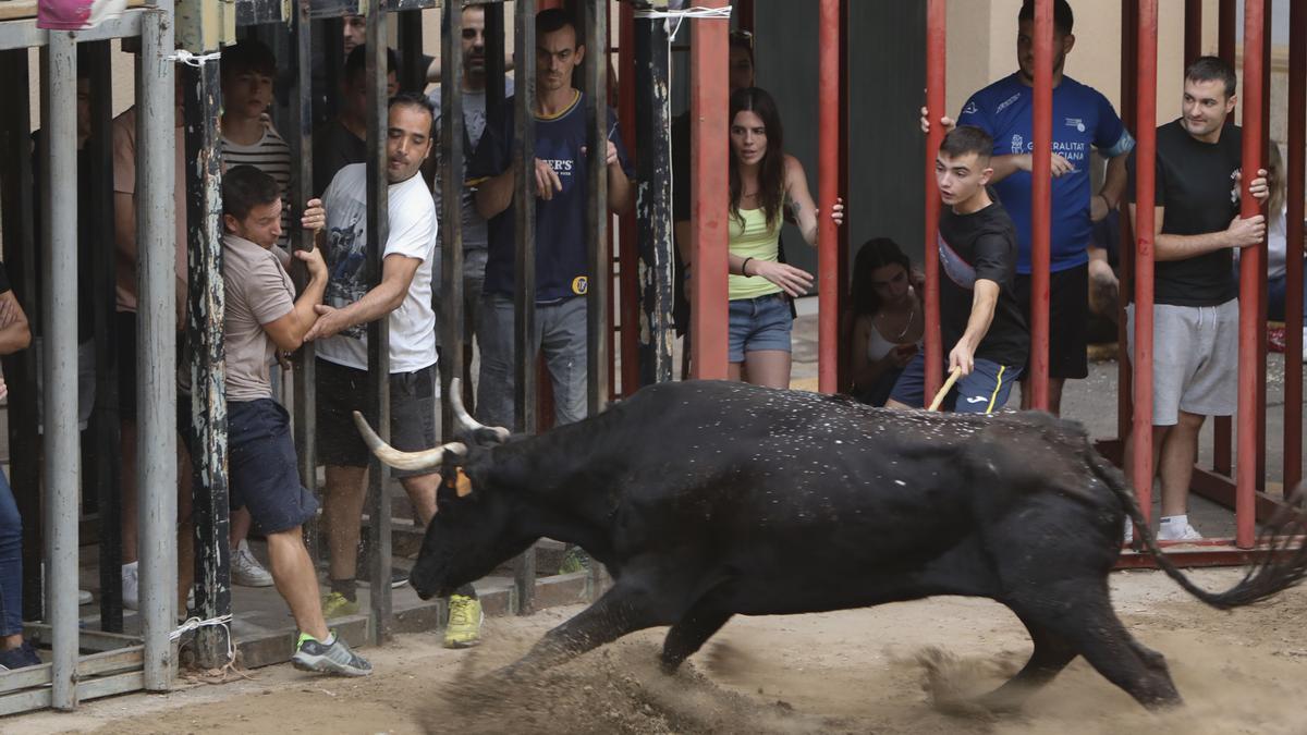 Bous al carrer este verano en Quart de les Valls.