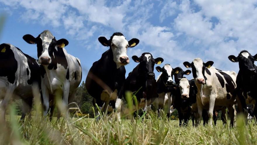 La superficie ecológica en Galicia se triplica durante la última década hasta 45.626 ha