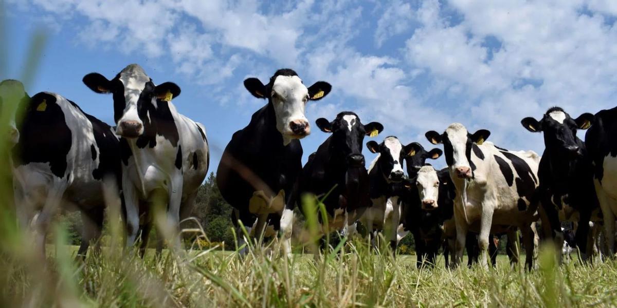 La superficie destinada a agricultura ecológica alcanzó en 2022 las 45.626 hectáreas, el triple que hace diez años