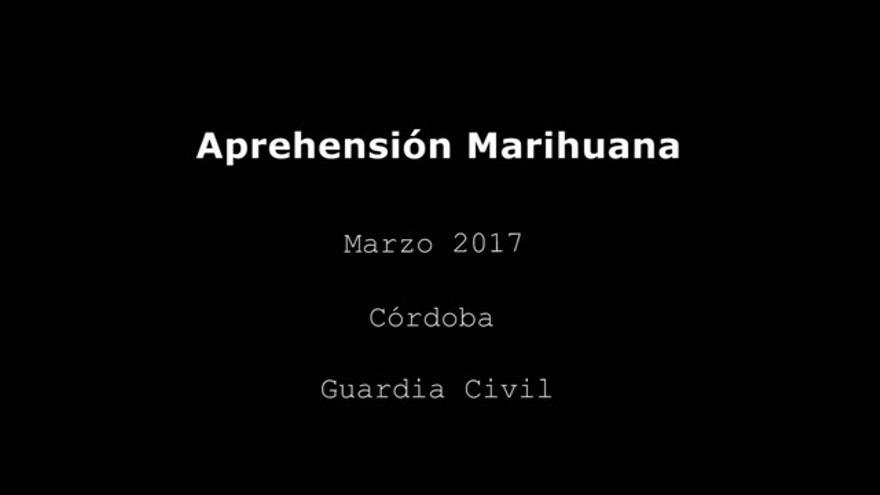 VÍDEO/ APRENSIÓN MARIHUANA EN ALMODÓVAR DEL RÍO