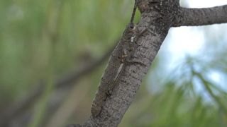 El cigarrón palmero, en peligro crítico de extinción, sobrevive a la erupción del Tajogaite