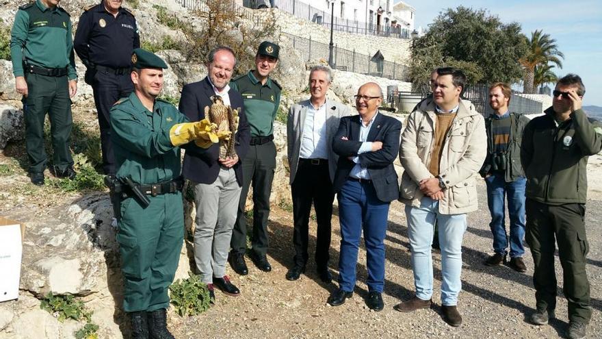 Medio Ambiente suelta un halcón peregrino  en la Sierra de Aras