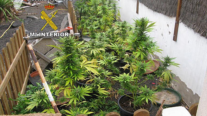 Detenido un italiano en Lanzarote con siete plantas de marihuana en su casa