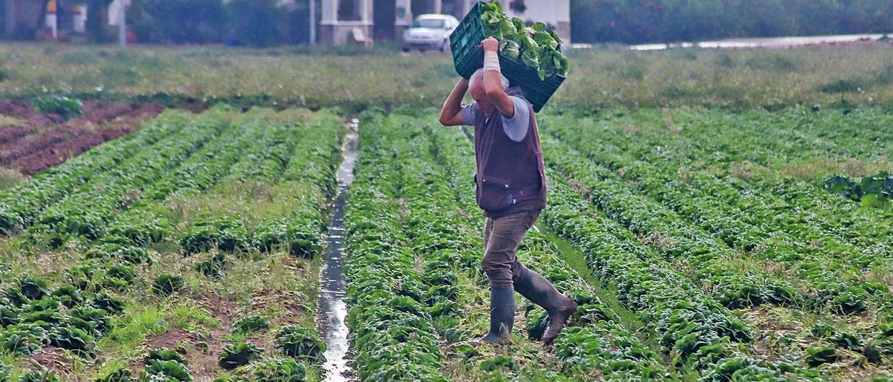 Un agricultor recoge hortalizas en una explotación agrícola de la comarca de la Vega Baja, para la que el agua del Tajo es estratégica.