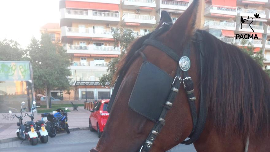 Pacma denuncia el uso de &quot;un caballo enfermo&quot; en Fuengirola