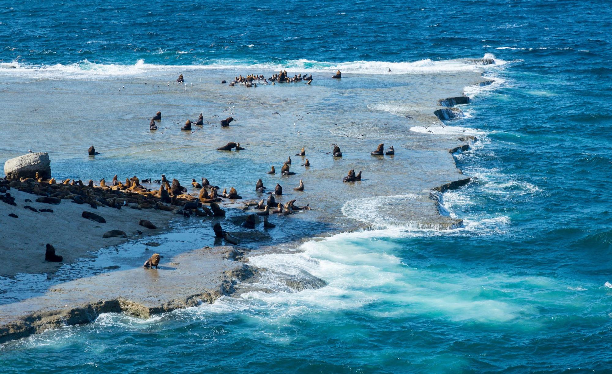 Ballenas, orcas, leones marinos y pingüinos: esta reserva natural argentina tiene de todo