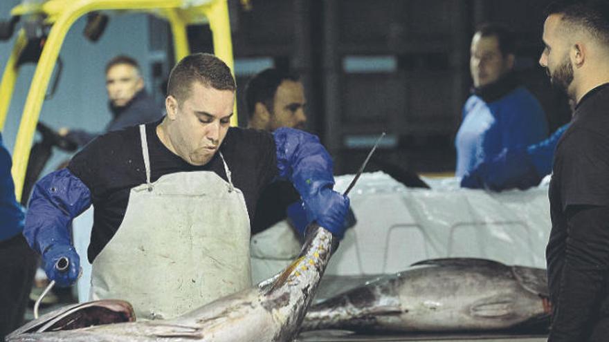 Descarga de atún en el puerto de Santa Cruz de Tenerife.