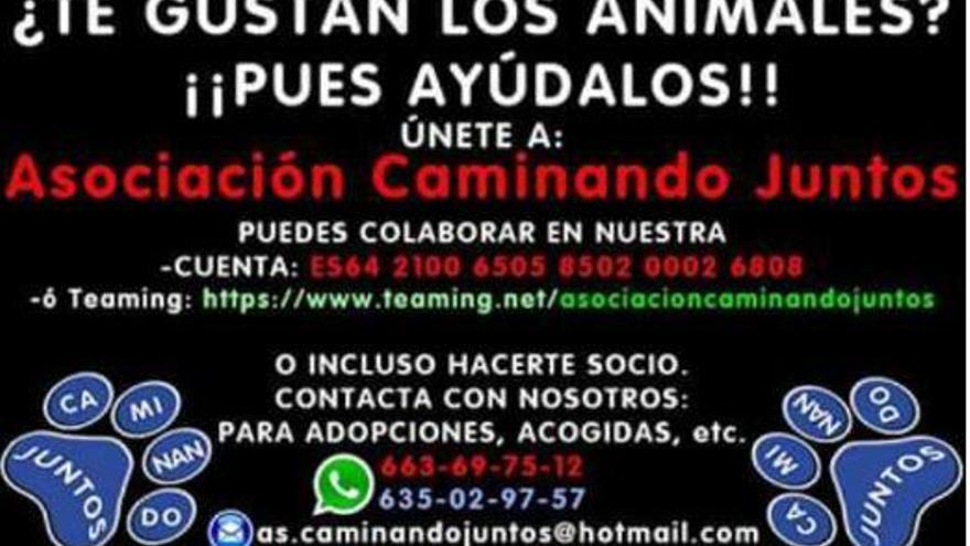 Un colectivo pide pienso para sus colonias de gatos