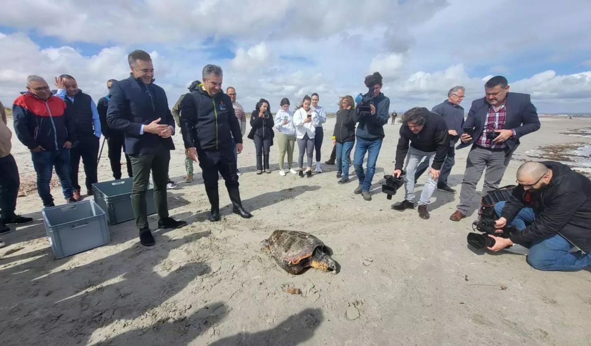 El consejero durante la liberación de un ejemplar de más de 30 kilos de peso de tortuga boba en la playa de La Torre Derribada | CARM