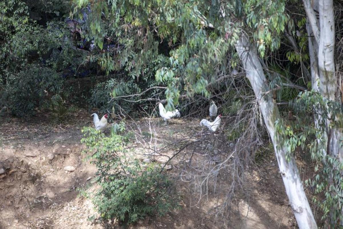 Cort prevé capturar a las gallinas de sa Riera con una red esta semana | G. BOSCH