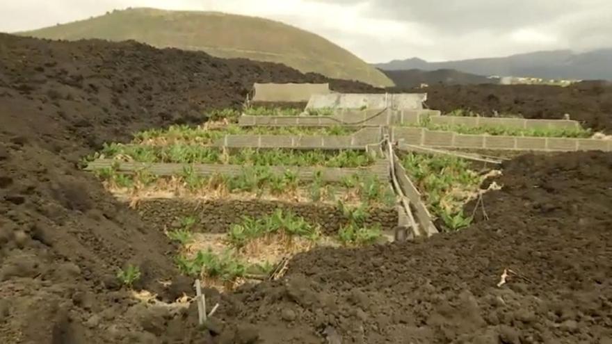 Los plátanos vuelven a crecer en La Palma