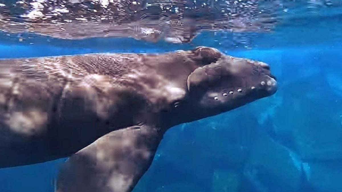 Avistada una ballena franca recién nacida en El Hierro | GÜNTER BAUMGARTEL