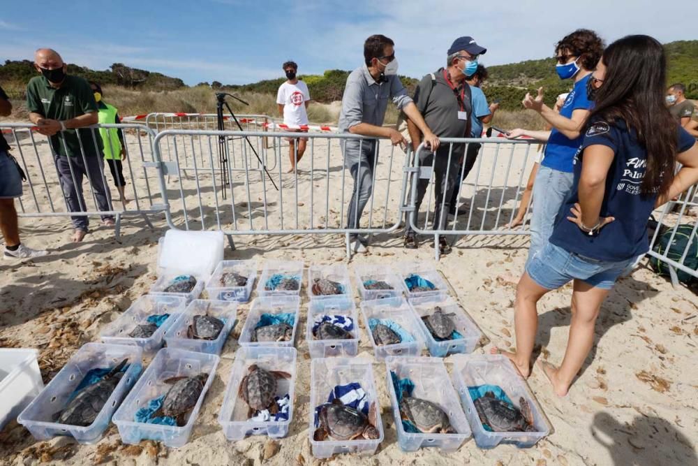 Liberadas en Ibiza 26 tortugas de la primera puesta registrada en Baleares