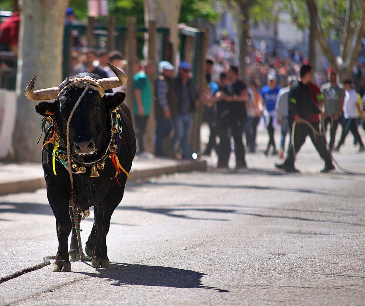 Uno de los 'toros ensogaos' en las Fiestas de San Marcos de Beas de Segura en Jaén (imagen de archivo)