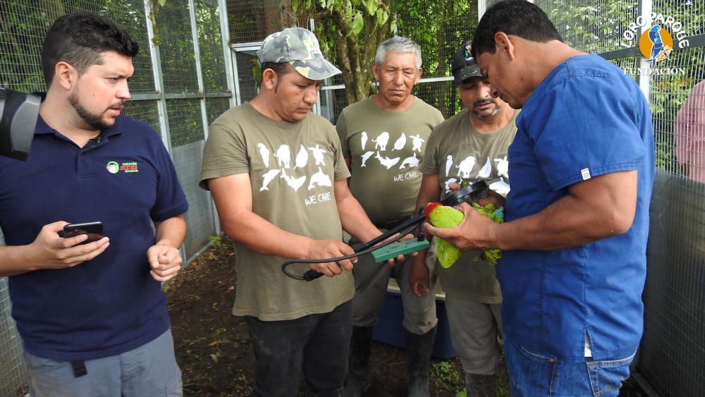 Loro Parque libera seis guacamayos en Ecuador