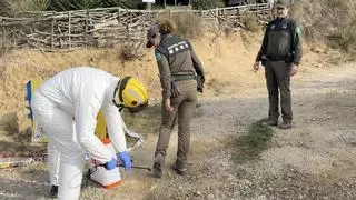 Confirmats tres positius més de pesta porcina africana i eleva el total a 16