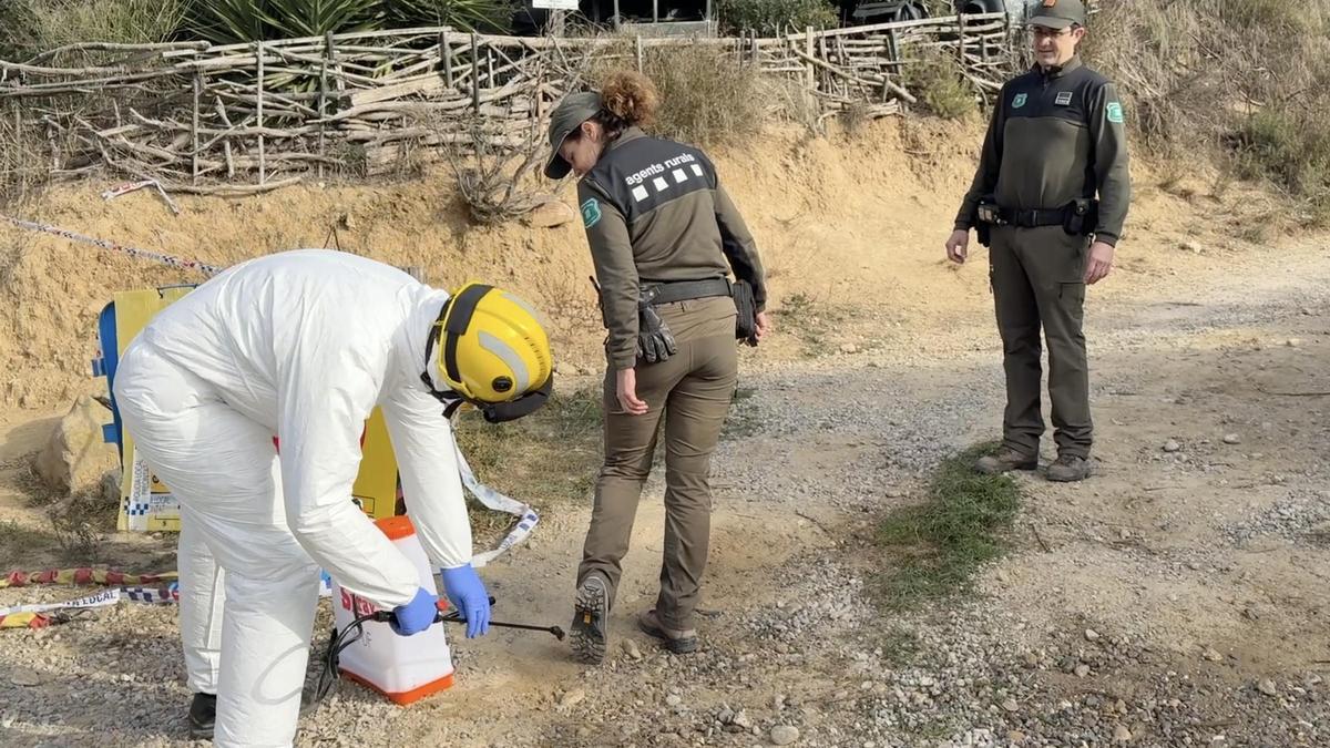 Tasques de desinfecció de soles de sabates a la sortida d’un camí on treballen els Agents Rurals per controlar la PPA.