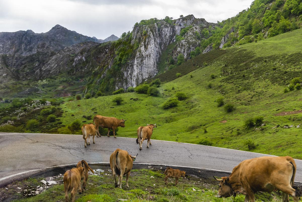Vacas pastando en libertad en mitad de la carretera.