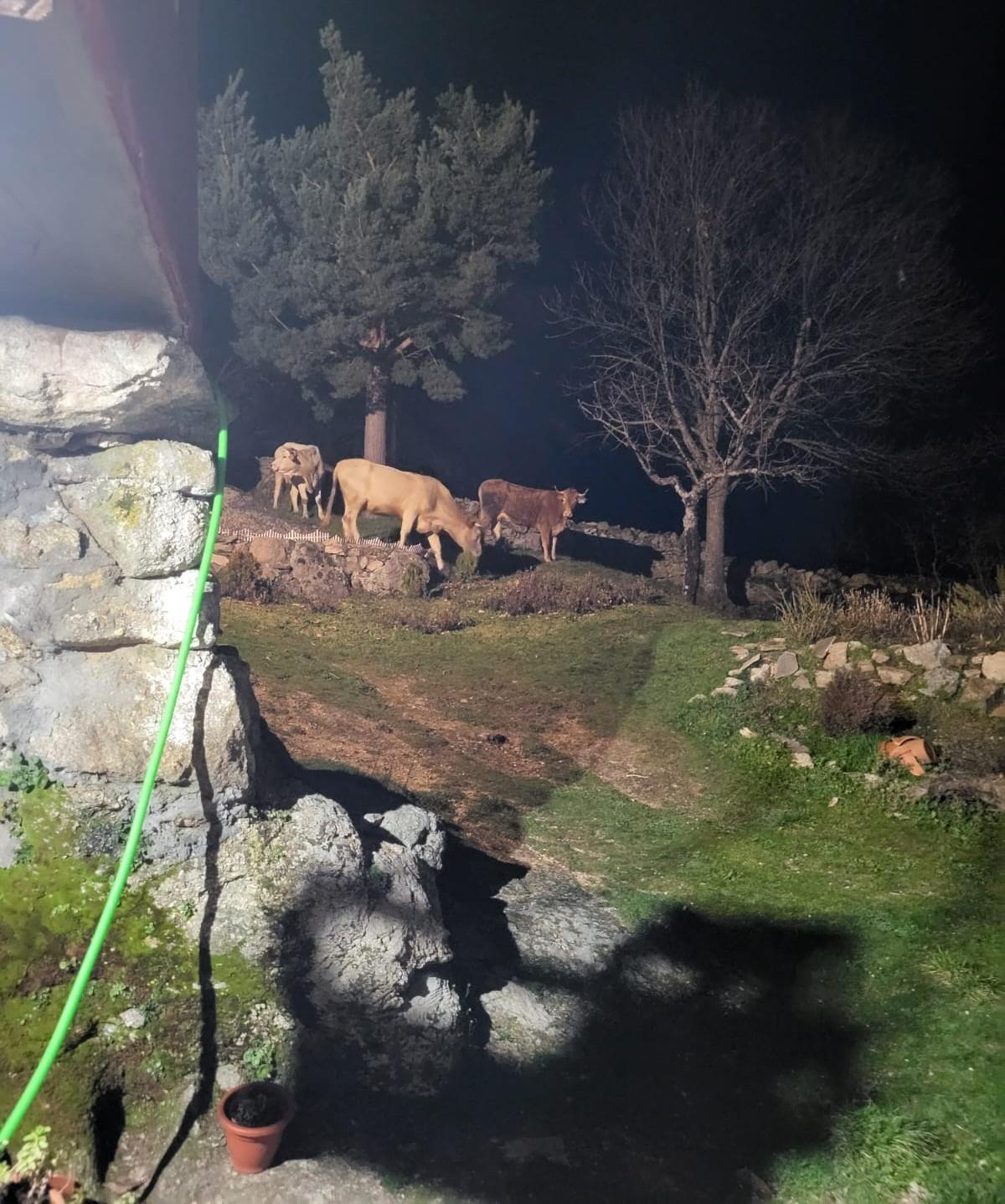 Las vacas sueltas y sin control alguno por pueblos de Cobreros
