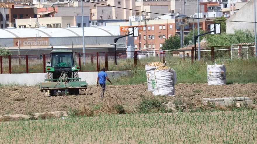 Fallece un trabajador de 33 años al quedar atrapado en una máquina recolectora de patatas en Orihuela