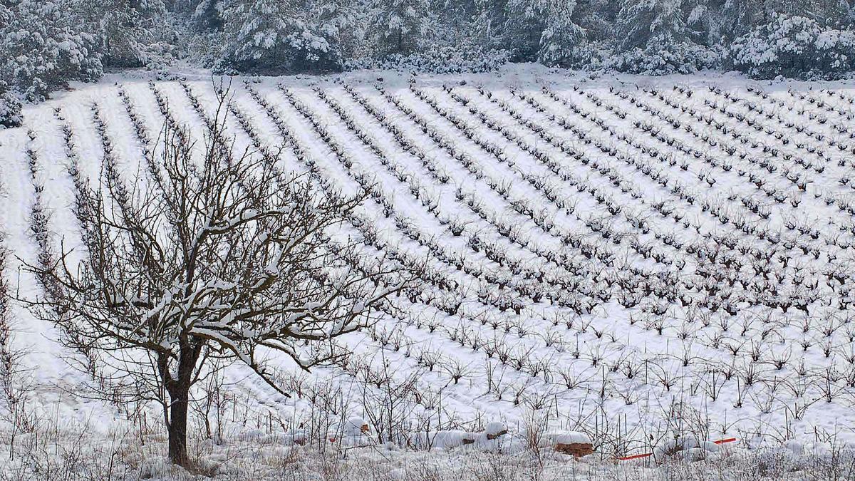 Viñedos cubiertos por
la nieve en la comarca
de Requena-Utiel.