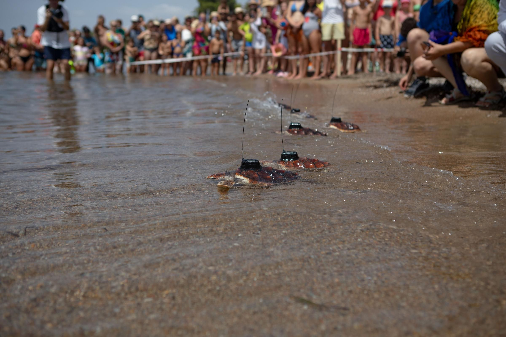 Sueltan 21 tortugas bobas en su hábitat natural en Isla Plana