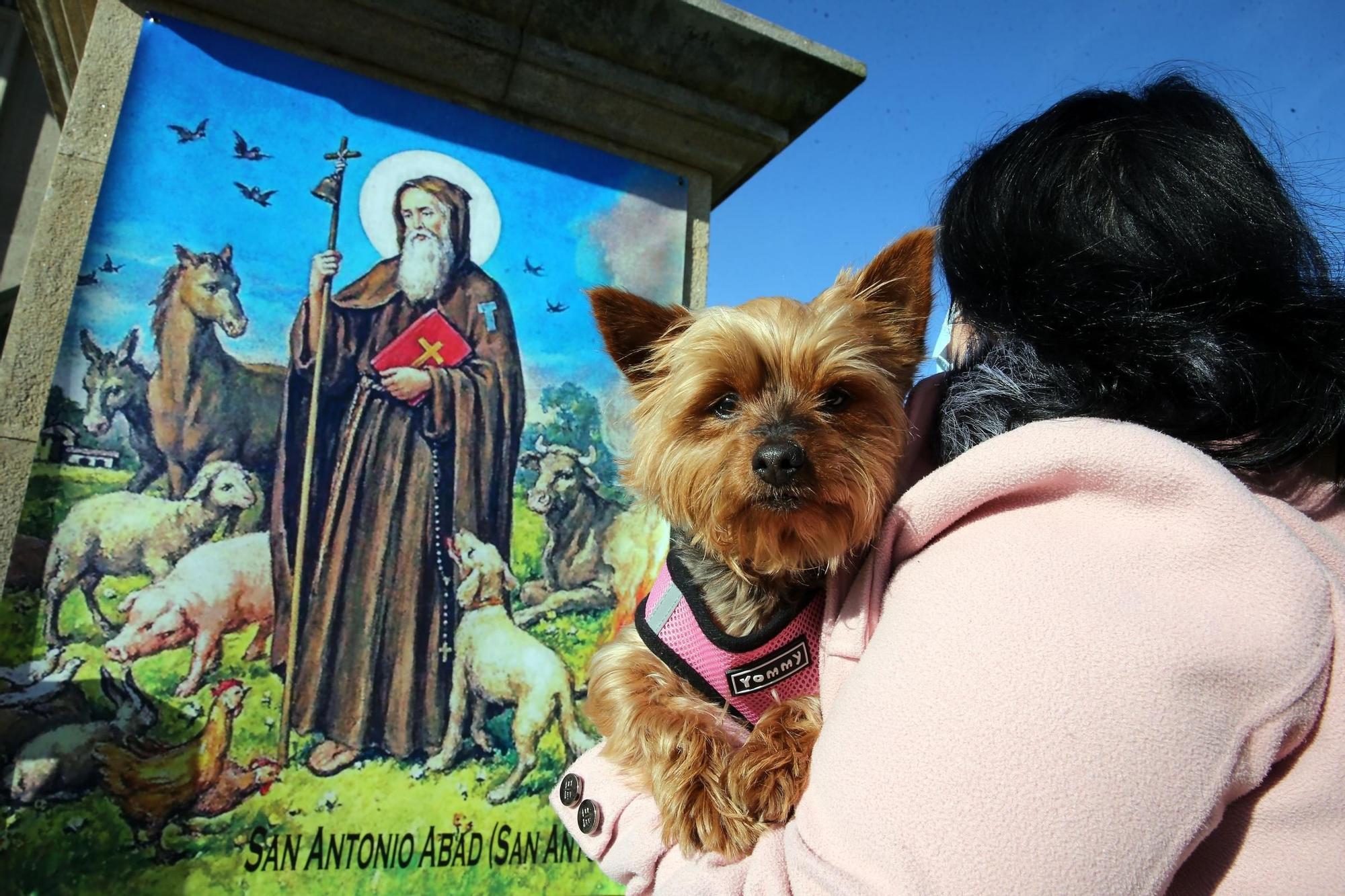 Una bendición canina por San Antón